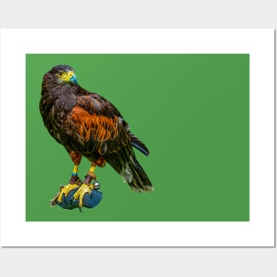 Harris Hawk Posters and Art